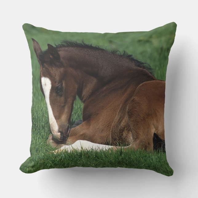 Coussin Fixation de poulain de Warmblood (Recto)