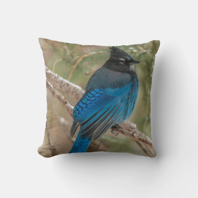 Coussin Geai de Steller dans un arbre (Recto)