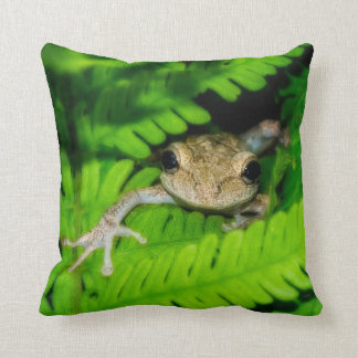Coussin Grenouille d'arbre