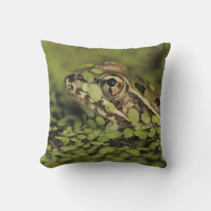 Coussin Grenouille léopard du Rio Grande, Rana berlandieri