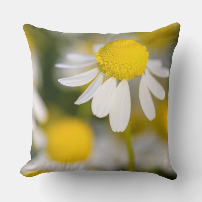 Coussin Gros plan de la fleur chamomile, Hongrie (Recto)