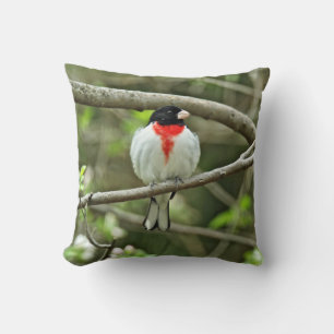 Coussin Grosbeak à poitrine rose - Pheucticus ludovicianus