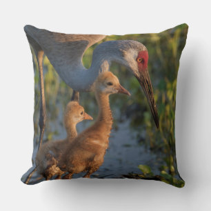 Coussin Grue de Sandhill avec poussins, Floride