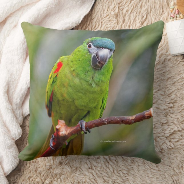 Coussin Hahn's Mini Macaw / Macaw à épaulettes rouges (Couverture)