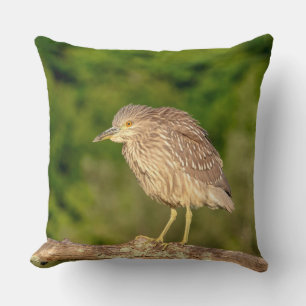 Coussin Héron de nuit de la couronne noire juvénile
