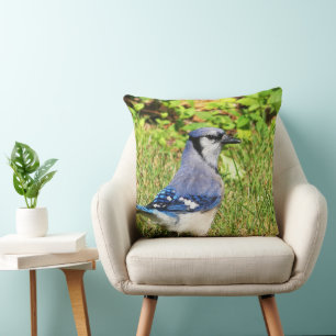 Coussin Jay bleu du nord