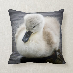 Coussin Jeune cygne du cygne de bébé