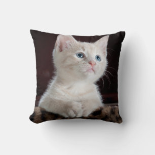 Coussin Kitten blanc vulnérable
