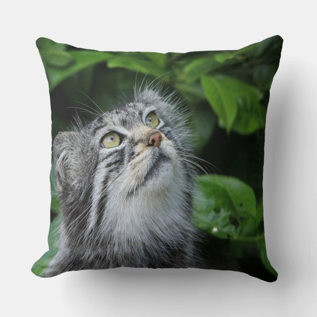 Coussin Kitten Dit Une Prière (Recto)