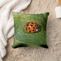 Ladybug Close Nature