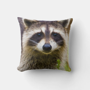 Coussin Le raton laveur, Procyon lotor
