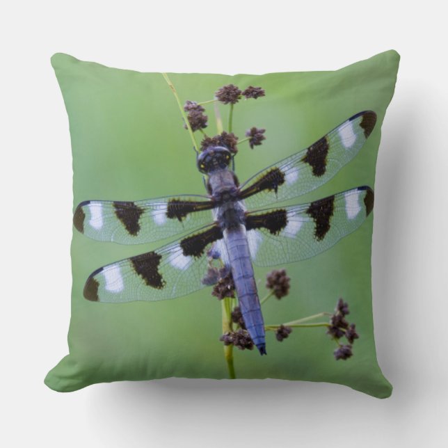 Coussin Libellule perchée sur l'herbe, Canada (Recto)