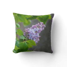 Lilac Beauty