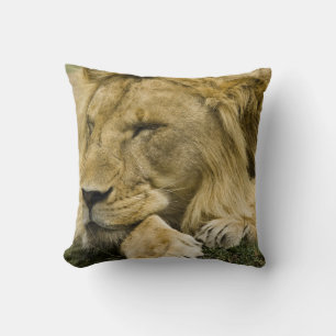 Coussin Lion d'Afrique, Panthera leo, allongé endormi