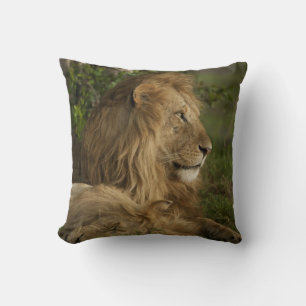 Coussin Lion, Panthera leo, Lower Mara, Masai Mara GR,