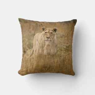 COUSSIN LIONNEUR DANS LA GRASSE