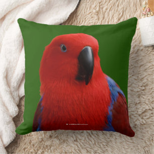 Coussin Magnifique perroquet Eclectus "Lady in Red"