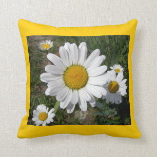 Coussin Marguerites de Shasta (maximum de chrysanthème)