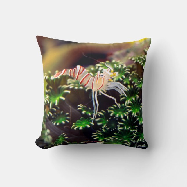 Coussin Marine Shrimp , Lebeus balssi (Recto)