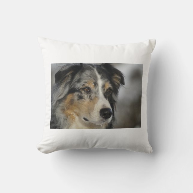 Coussin merle australien-berger-bleu 2.png (Recto)