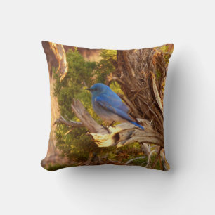 Coussin Merlebleu azuré à Arches National Park