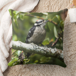 Coussin Oiseau de Pic Downy mou dans l'arbre à poires