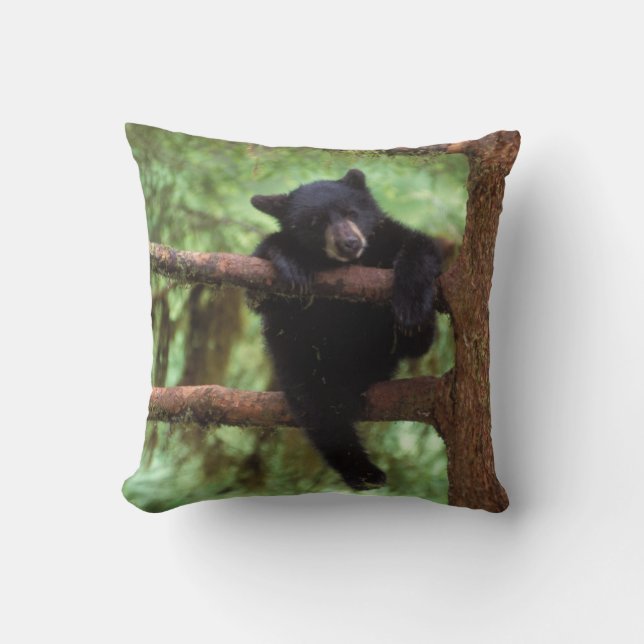 Coussin ours noir, Ursus americanus, petit dans un arbre (Recto)