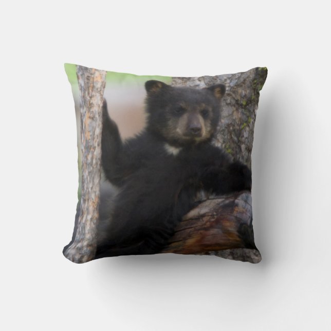 Coussin Ourson ours noir se reposant (Recto)