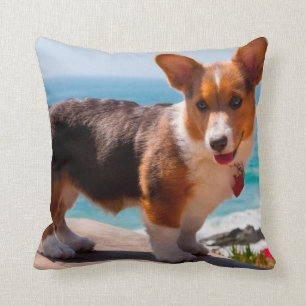 Coussin Pembroke Welsh Corgi puppy standing on table