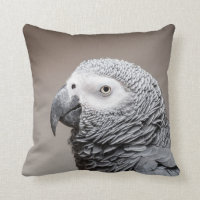 Perroquet de gris de gris africain du Congo de