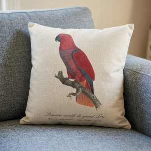 Coussin Perroquet éclectus de Vosmaer, Eclectus Roratus Vo