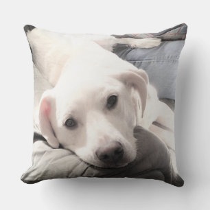 Coussin Photo de mignon chien blanc lazy accroché avec pap