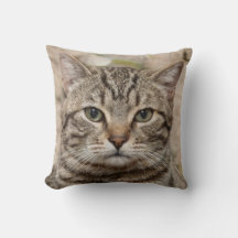 Photo du sérieux chat tigre - amateurs de chats
