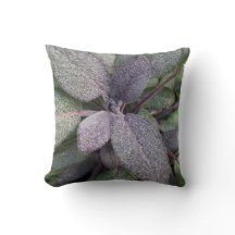 Photo moderne d'herbe de jardin de sauge pourpre