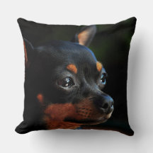 Pinscher miniature lance l'oreiller