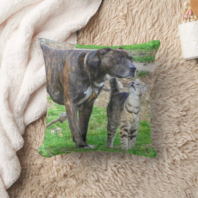 Coussin Pit Bull et Cat (Couverture)