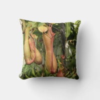 Plante Tropical Pitcher