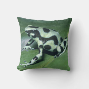 Coussin Poison Dart Frog, (Dendrobates auratus) Cahuita