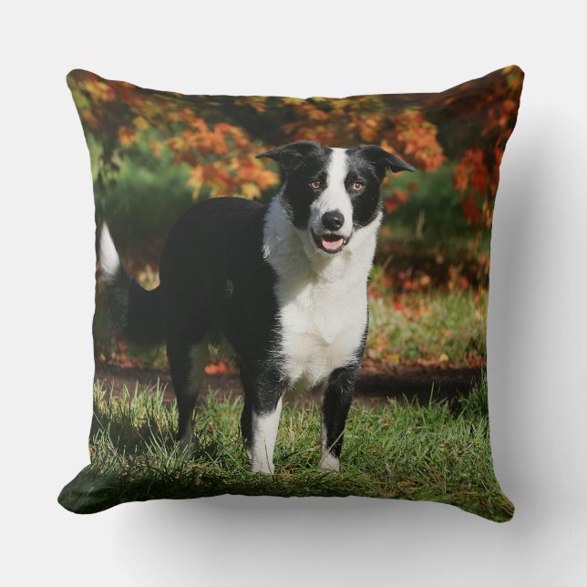 Coussin Position d'automne de border collie (Recto)