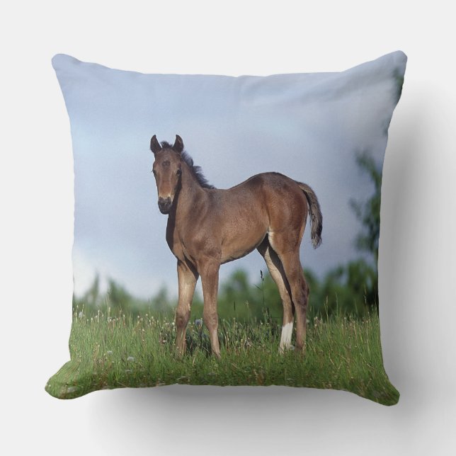 Coussin Poulain de pur sang se tenant dans l'herbe (Recto)