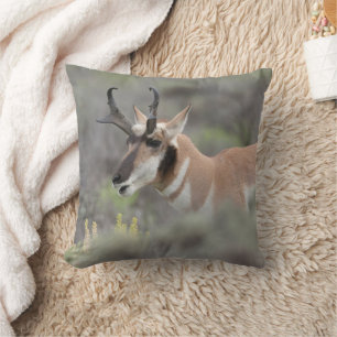 Coussin Pronghorn Antelope Buck   Grand Tetons