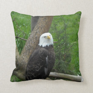 Coussin Pygargue à tête blanche