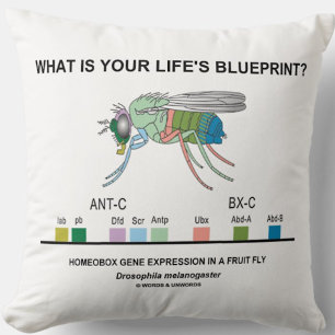 Coussin Quel est le modèle de la votre vie ? (Gènes de