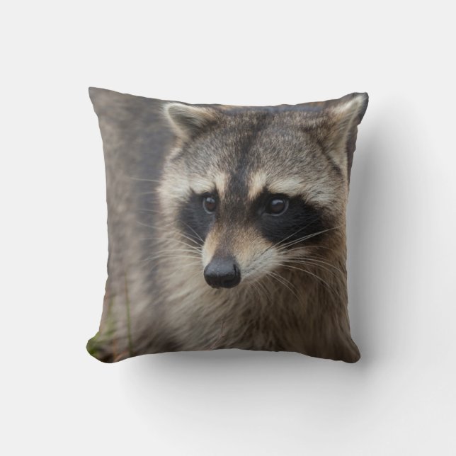 Coussin Raccoon, Lotor Procyon, Floride (Recto)