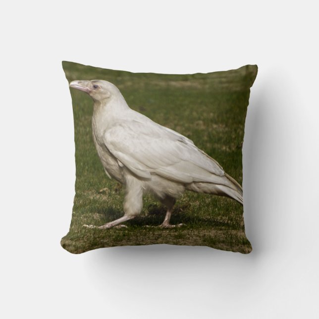 Coussin Rare White Raven Faune Photographie (Recto)