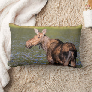 Coussin Rectangle Alimentation de l'orignal dans le parc national de