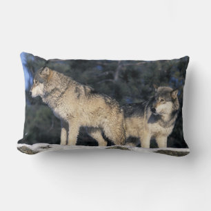 Coussin Rectangle Amérique du Nord, États-Unis, Minnesota. Loup Cani