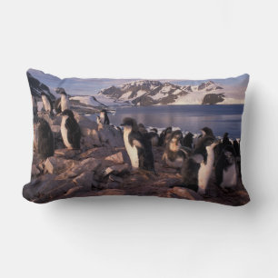 Coussin Rectangle Antarctique, poussins de pingouin d'Adelie