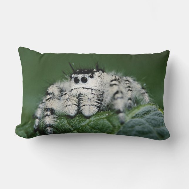 Coussin Rectangle Araignée sauteuse Metaphid (Recto)