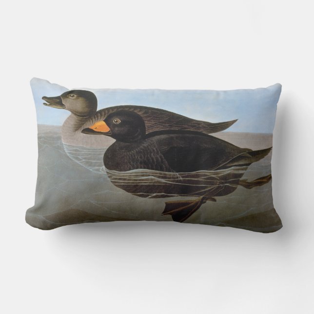 Coussin Rectangle Audubon : Macreuse noire (Recto)